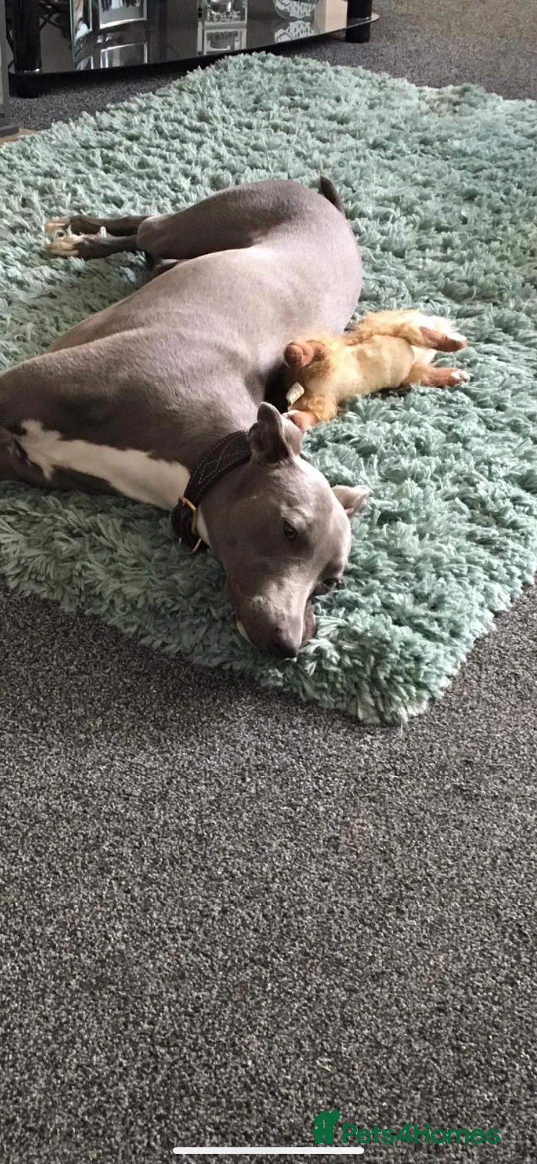 Whippet dogs for stud: Whippet stud dog in Somerton - Advert 36