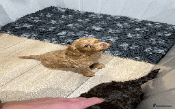 Cockapoo dogs for sale: Fluffy Thick coated F1 Cockapoos/DNA Health tested - Image 6
