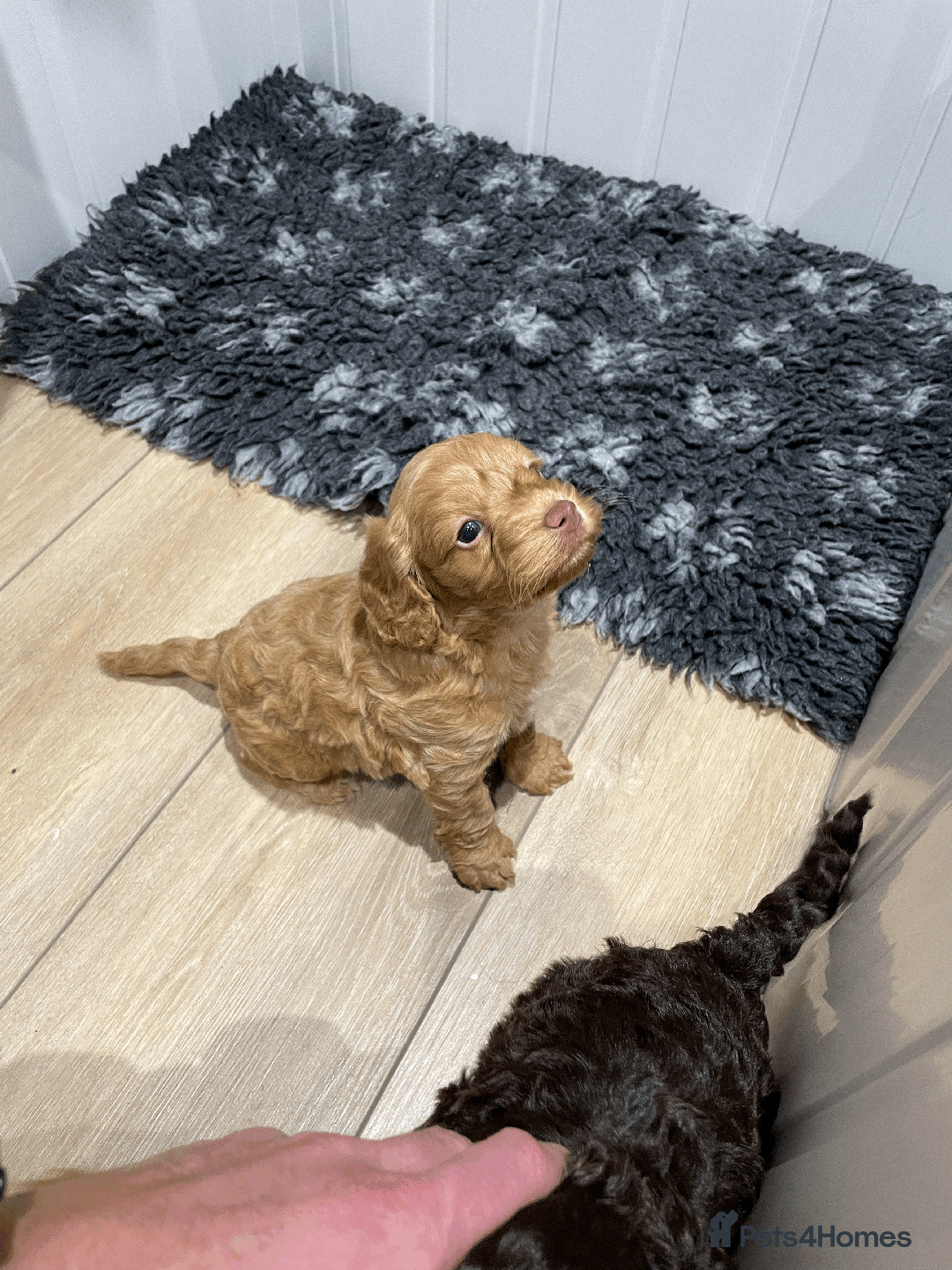 Cockapoo dogs for sale: Fluffy Thick coated F1 Cockapoos/DNA Health tested - Image 6