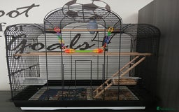 Parrots birds for sale: Parrotlet  - Image 1