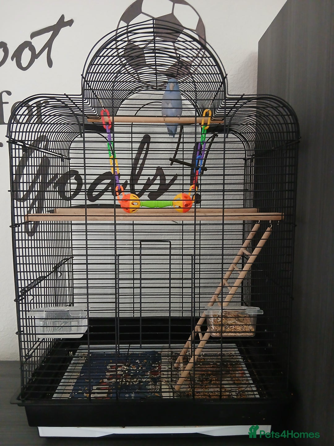 Parrots birds for sale: Parrotlet  - Image 1