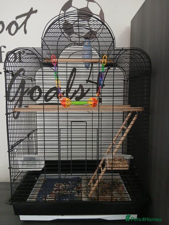 Parrots birds - Advert 10