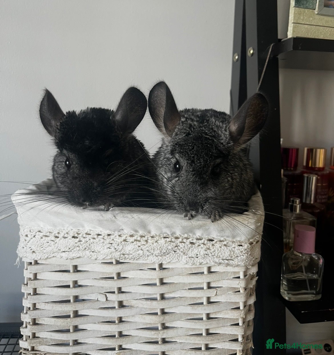 Chinchilla rodents for sale: two adorable chinchilla brothers  - Advert 1