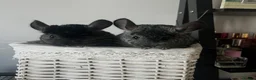 Chinchilla rodents for sale: two adorable chinchilla brothers  - Advert 1
