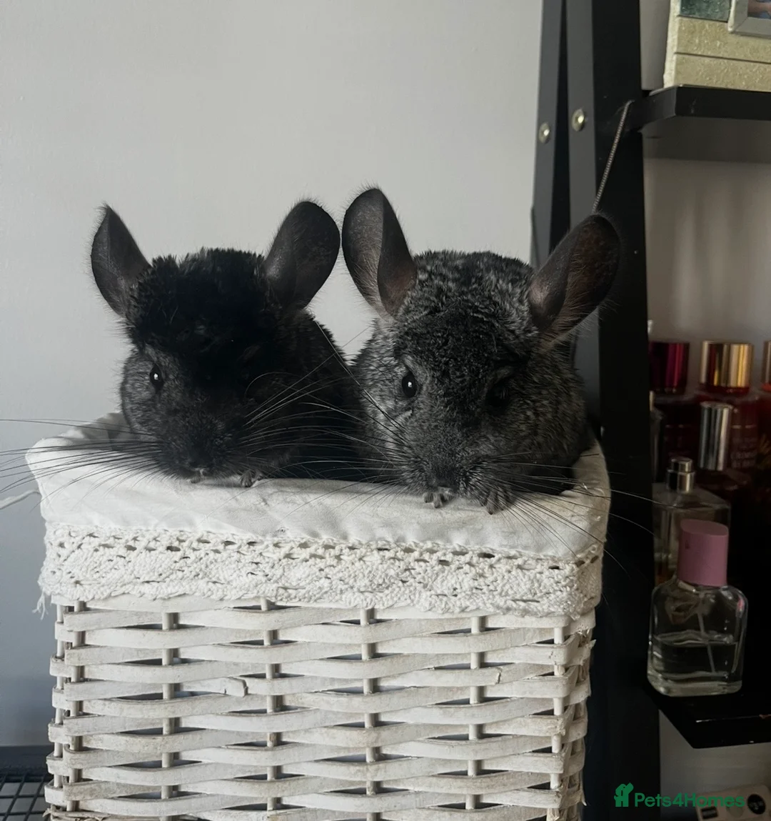 Chinchilla rodents for sale: two adorable chinchilla brothers  - Advert 1