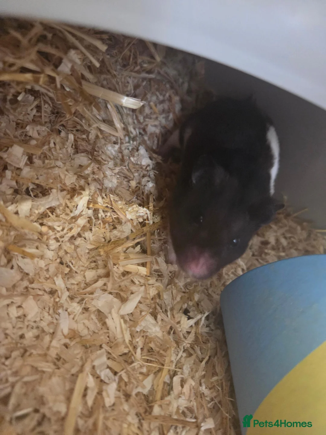 Hamster rodents for sale: Male hamster with cage in Nottingham - Advert 2
