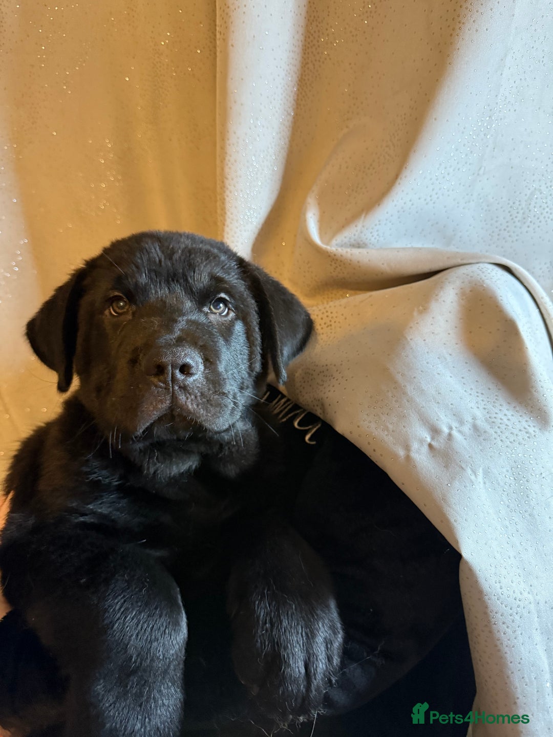 Mixed Breed dogs for sale: Beautiful chow x Newfoundland puppies - Advert 17