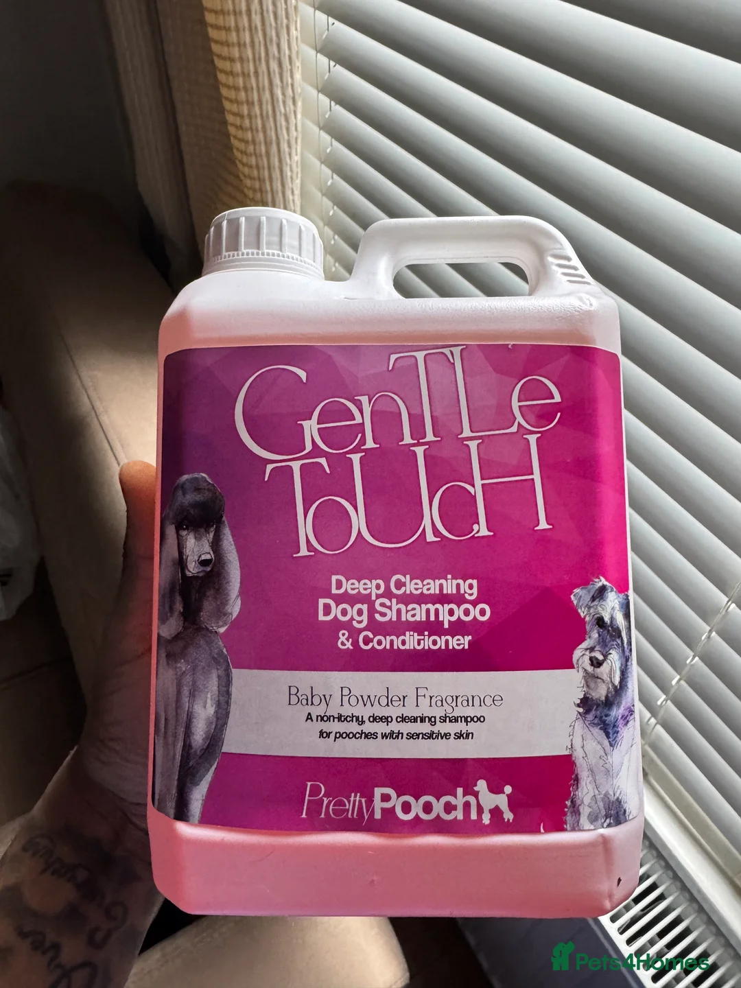 Cockapoo dogs for sale: Beautiful Cockapoo  - Advert 9