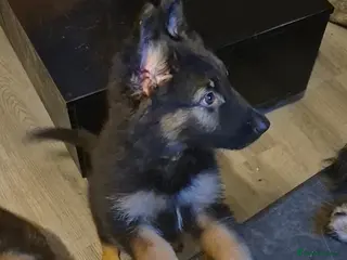 German Shepherd dogs 1 girl left! gorgeous german shepherd pups🐾 - Advert 11