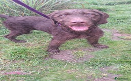 Mixed Breed dogs for sale: Doodle pointerpoodle boy in Cumnock - Image 2