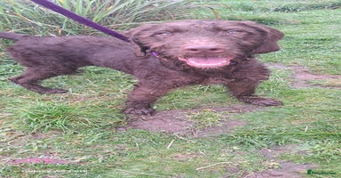 Mixed Breed dogs in Cumnock - Advert 2