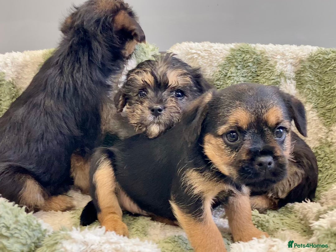 Mixed Breed dogs for sale: Norfolk Border cross puppies - Advert 10