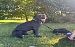 Cane Corso dogs for sale: Beautiful Cane Corso puppies for sale  - Image 21