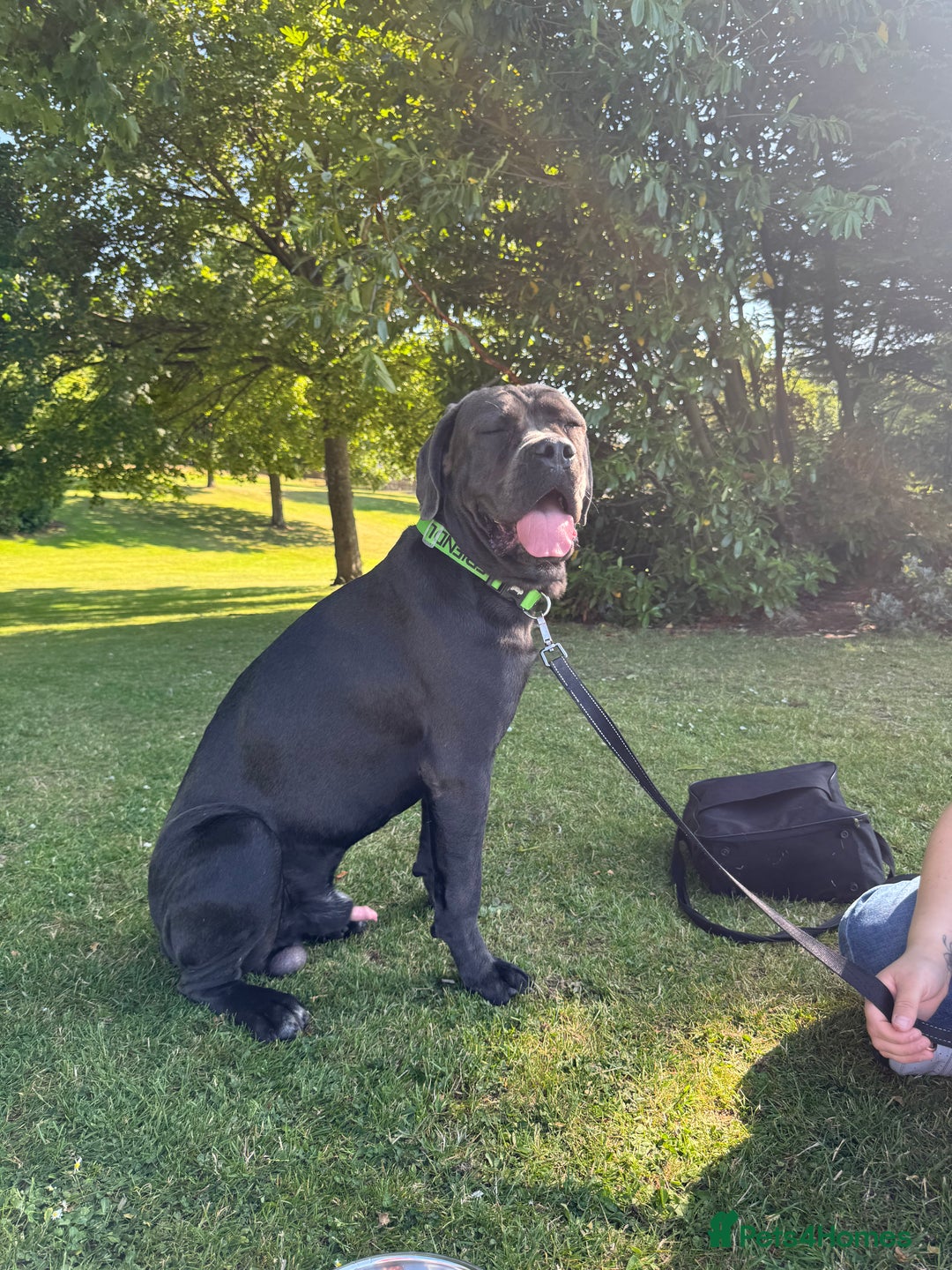 Cane Corso dogs for sale: Beautiful Cane Corso puppies for sale  - Image 21