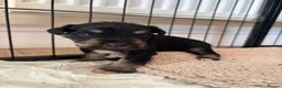 Miniature Schnauzer dogs for sale: BVA and MAC clear Beautiful Miniature schnauzers - Advert 5