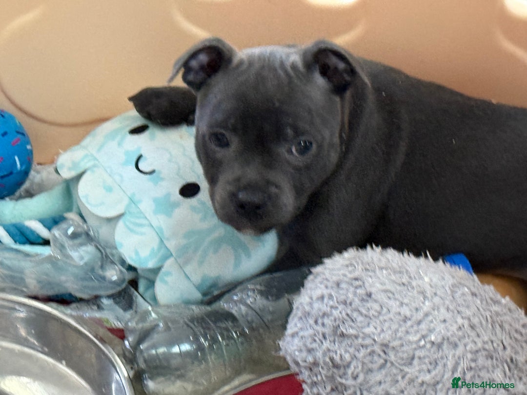 Staffordshire Bull Terrier dogs for sale: Stunning Staffordshire Bull Terrier pups   in Farnborough - Image 25