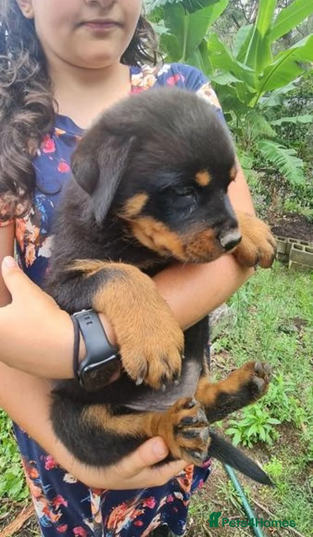 Rottweiler dogs for sale: Lovely well bred big bone pups in Wigston - Advert 2