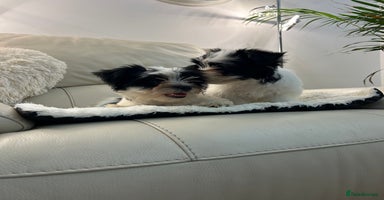 Biewer Terrier dogs - Advert 5