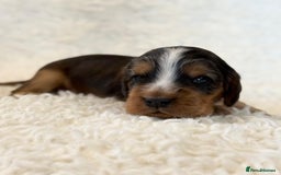 Cocker Spaniel dogs for sale: Full Health Tests KC Reg Showline Cocker Spaniels - Image 22