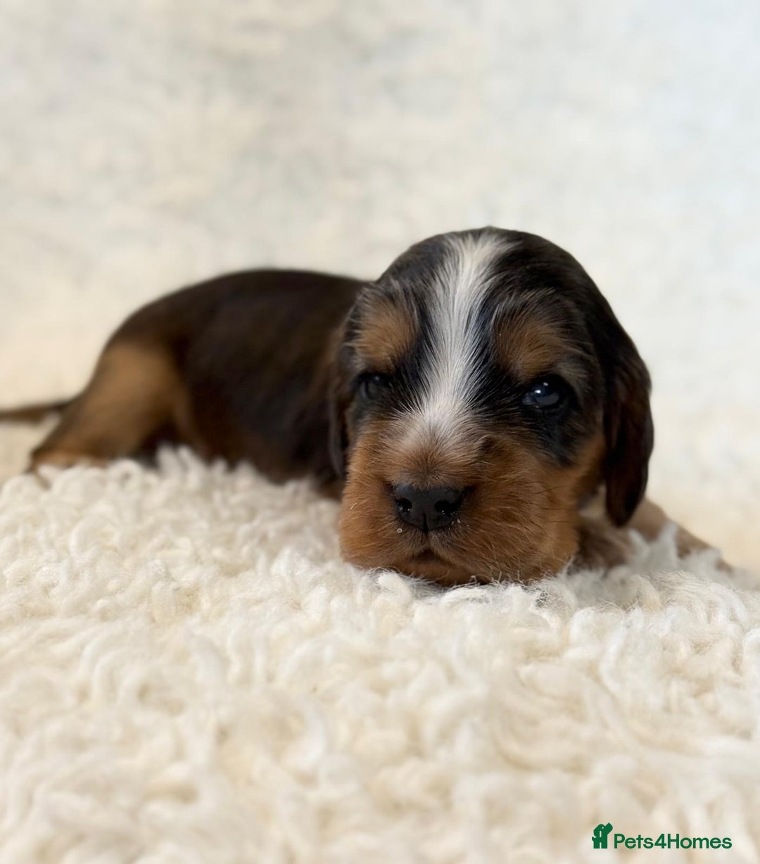 Cocker Spaniel dogs for sale: Full Health Tests KC Reg Showline Cocker Spaniels - Image 22