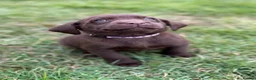 Labrador Retriever dogs for sale: New Arrivals at Westfena 🐾 Labradors  - Advert 2