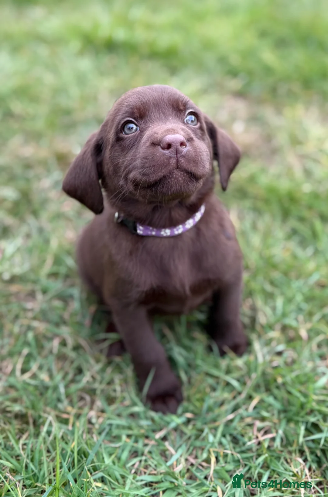 Labrador Retriever dogs for sale: New Arrivals at Westfena 🐾 Labradors  - Advert 2
