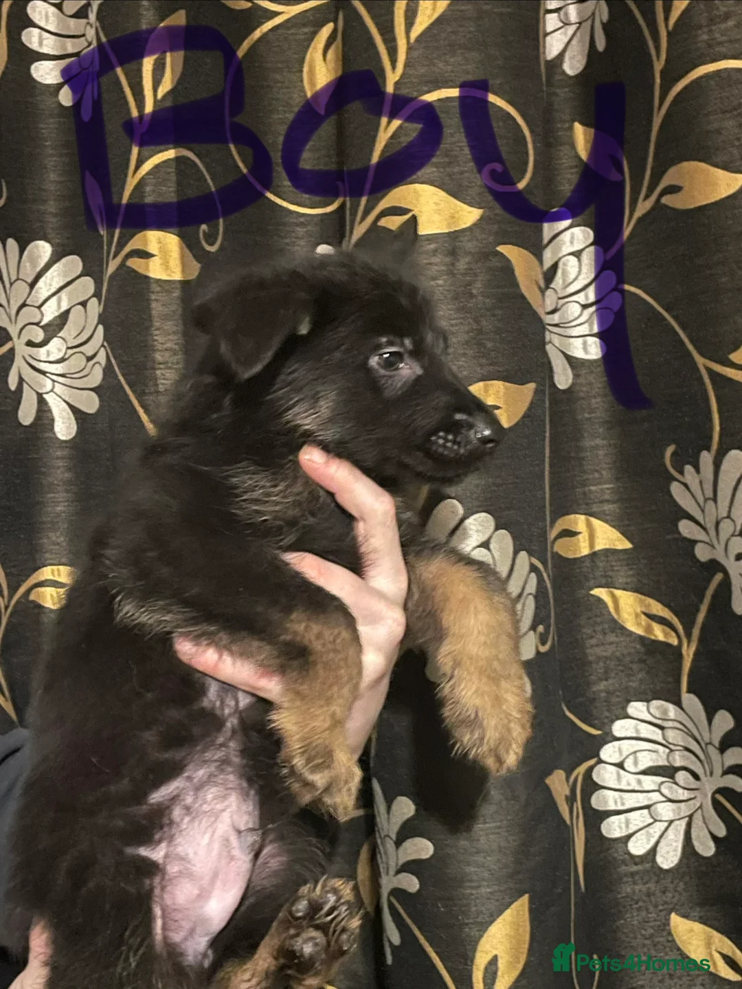 German Shepherd dogs for sale: German shepherd puppies ready now  in Sheffield - Advert 6