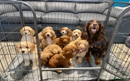 Cockapoo dogs for sale: Cockapoo Puppies F1  - Image 16
