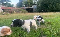 Sprocker dogs for sale: Sprocker puppies for sale   - Image 5