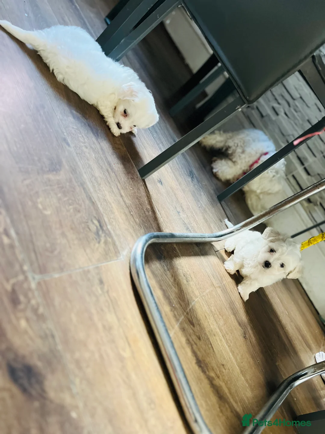 Maltese dogs for sale: Maltese puppies  - Advert 2