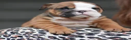 English Bulldog dogs for sale: 2 females from INW GRCH Bonnie.  - Advert 5