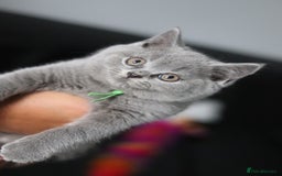 British Shorthair cats for sale: ✨️Outstanding GCCF Grand Chmp Line BSH ❤️ - Image 32