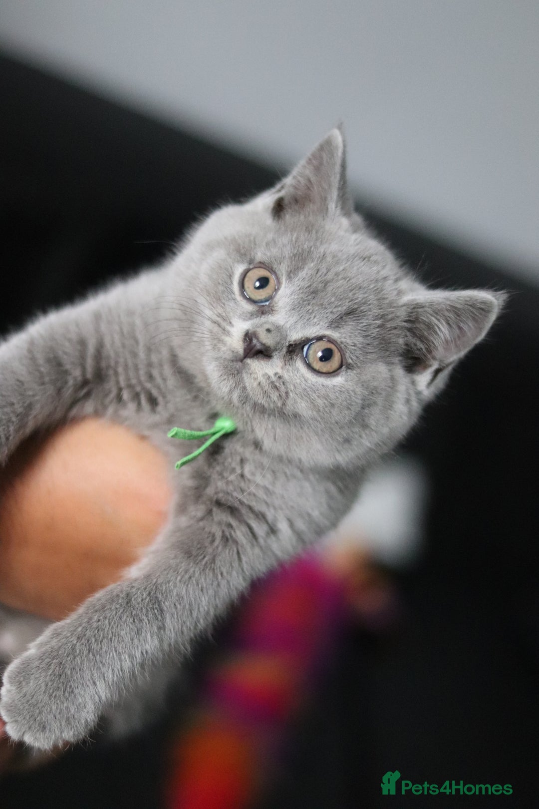 British Shorthair cats for sale: ✨️Outstanding GCCF Grand Chmp Line BSH ❤️ - Image 32
