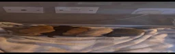 Chihuahua dogs for sale: Pure bred tiny chihuahua puppies  - Advert 10