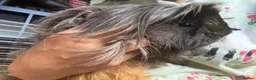 Guinea Pig rodents for sale: 2x female Guineapigs - 1 years old  - Advert 3