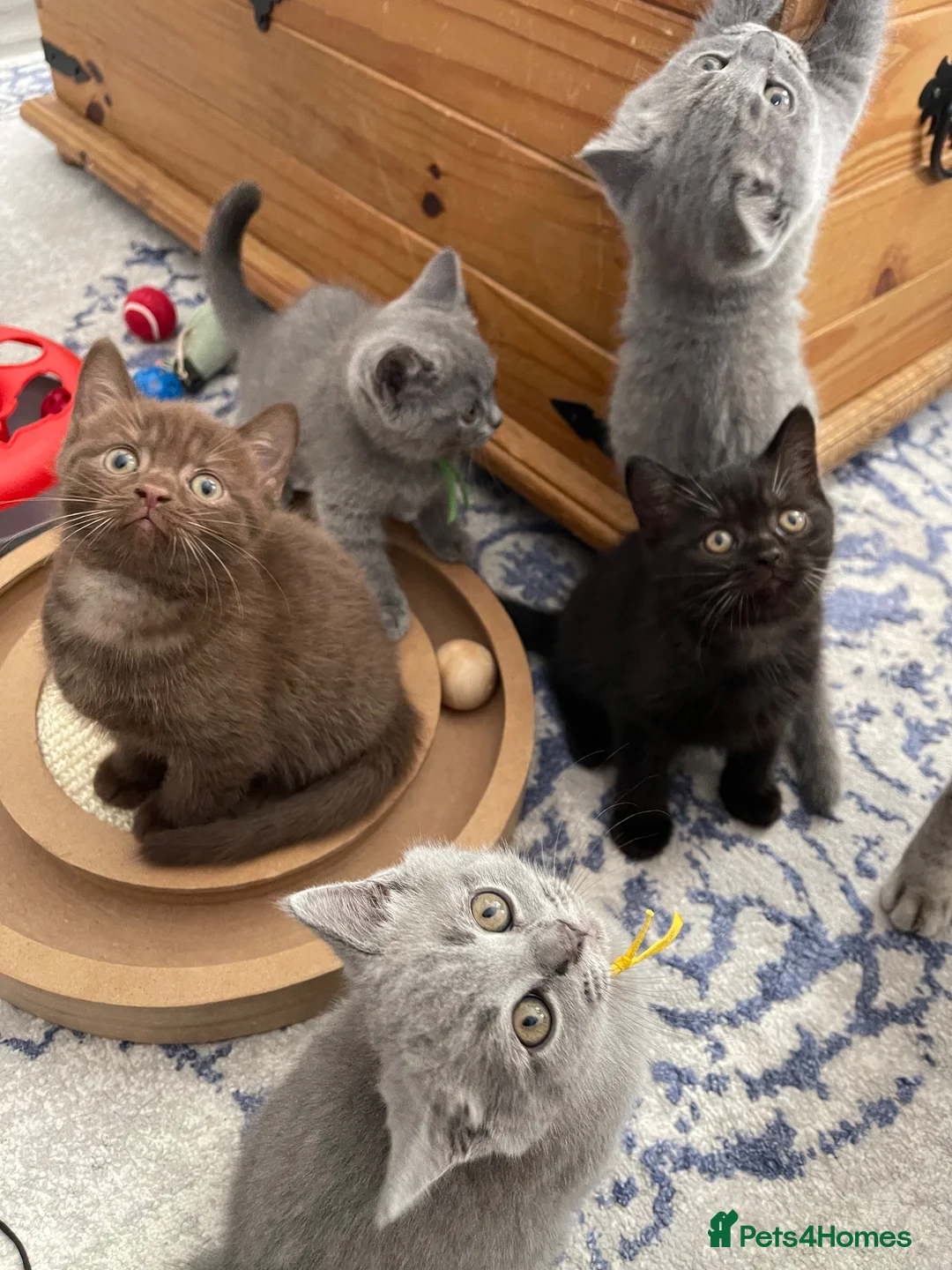 British Shorthair cats for sale: British shorthair blue /Adorable kittens  - Advert 1