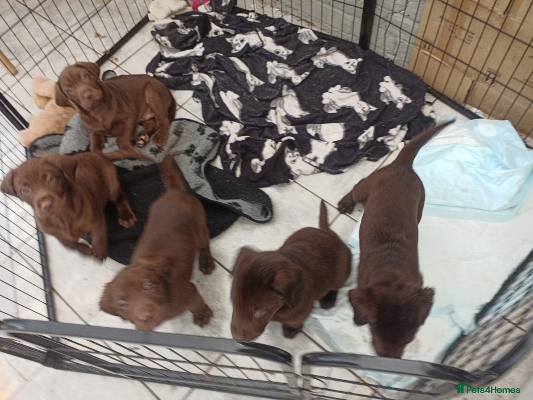 Labrador Retriever dogs for sale: Labradors puppys - Image 12