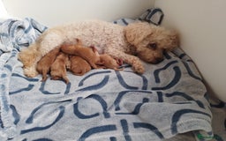 Toy Poodle dogs for sale: Pedigree toy poodles - Image 4
