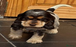 Cocker Spaniel dogs for sale: Outstanding show cocker pups - Image 37