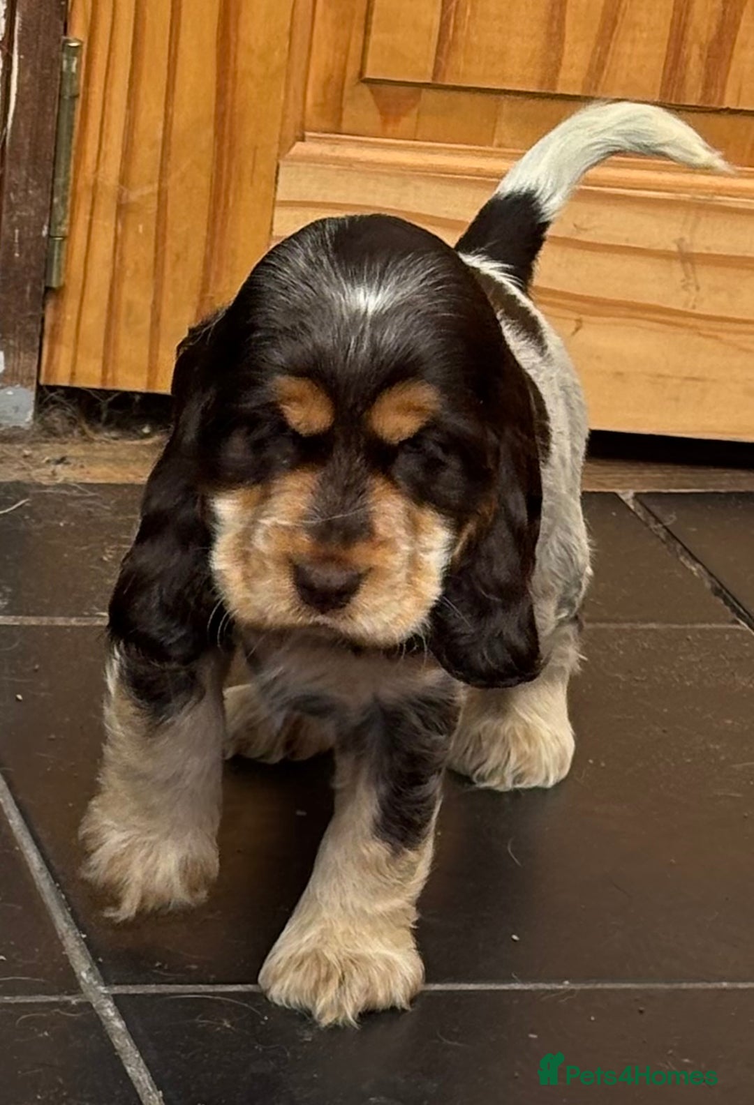 Cocker Spaniel dogs for sale: Outstanding show cocker pups - Image 37