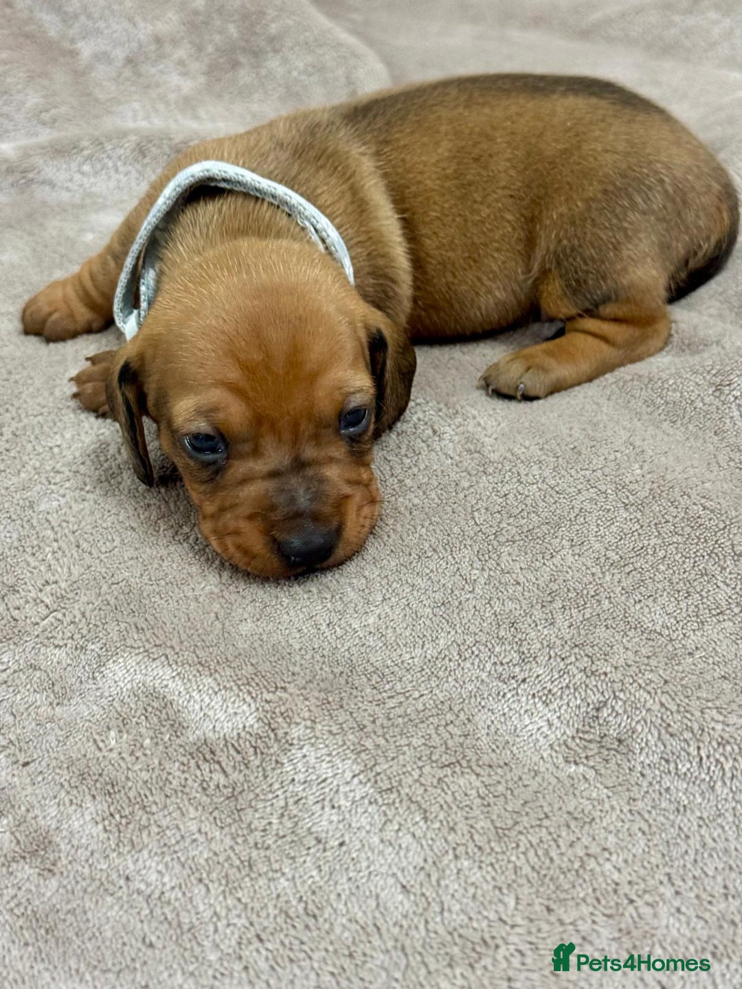 Miniature Dachshund dogs for sale: Beautiful miniature dachshund litter - Advert 11