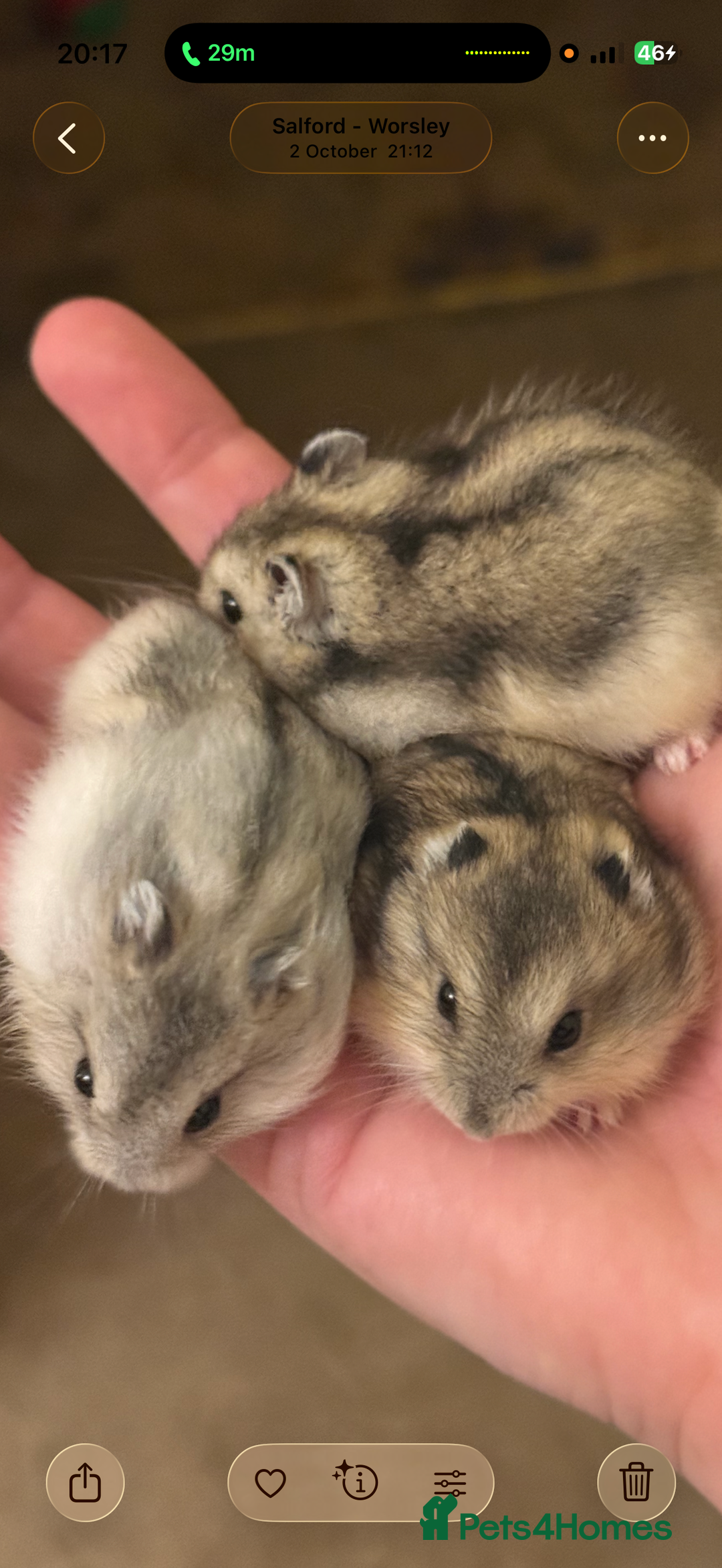 Hamster rodents for sale: 🐹Sweet little hamsters for sale🐹 - Advert 2