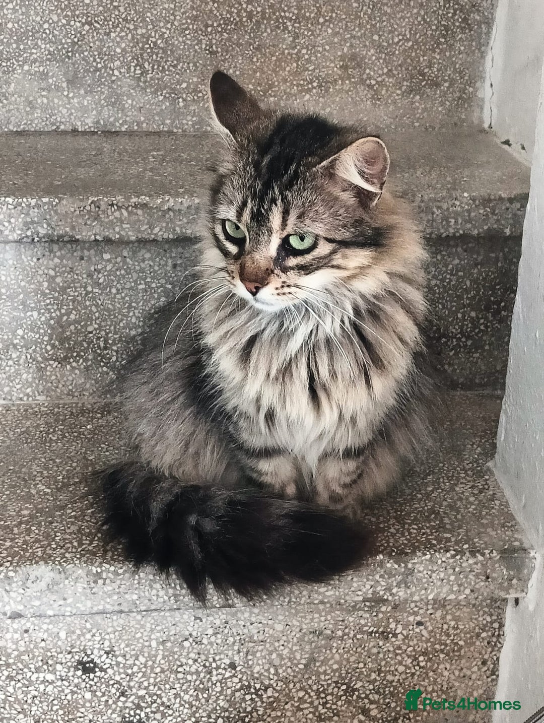 Persian cats for adoption: Agi, Persian and Carla, Persian cross, both aged 6 - Image 12