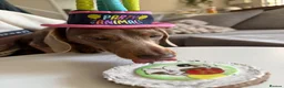 Miniature Dachshund dogs for sale: Beautiful isabella and tan miniture dachshunds  - Advert 8
