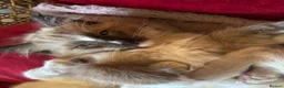 Tonkinese cats for sale: Exquisite Tonkdolls  - Advert 18