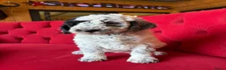 Sheepadoodle dogs for sale: Midi Sheepadoodle Girls READY NOW  - Advert 3
