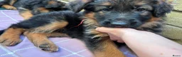 German Shepherd dogs for sale: KC German Shepherd puppies  - Advert 8