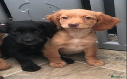 Sprocker dogs for sale: Sprocker pups  - Image 8