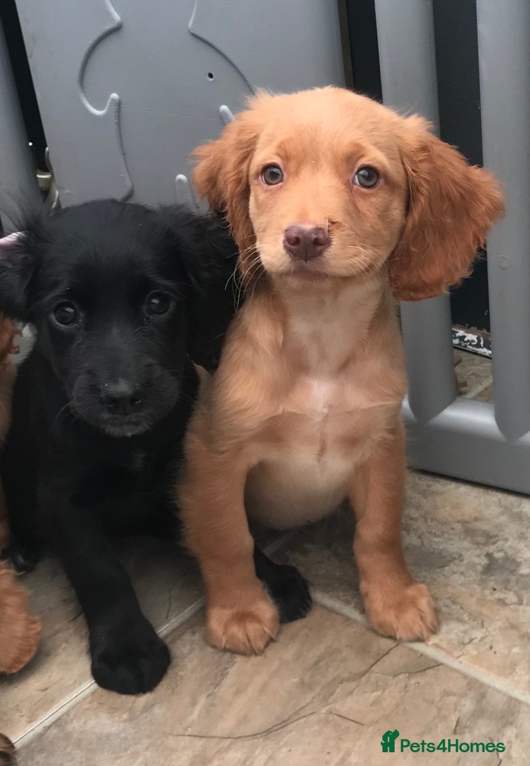 Sprocker dogs for sale: Sprocker pups  - Image 8