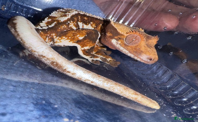 Gecko reptiles - Advert 8